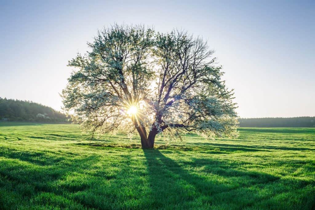 energie durable planete oui