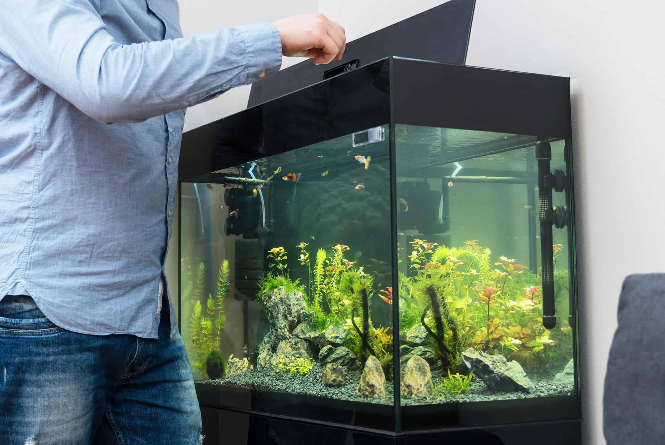 Comment réduire la consommationélectrique d'un aquarium ?